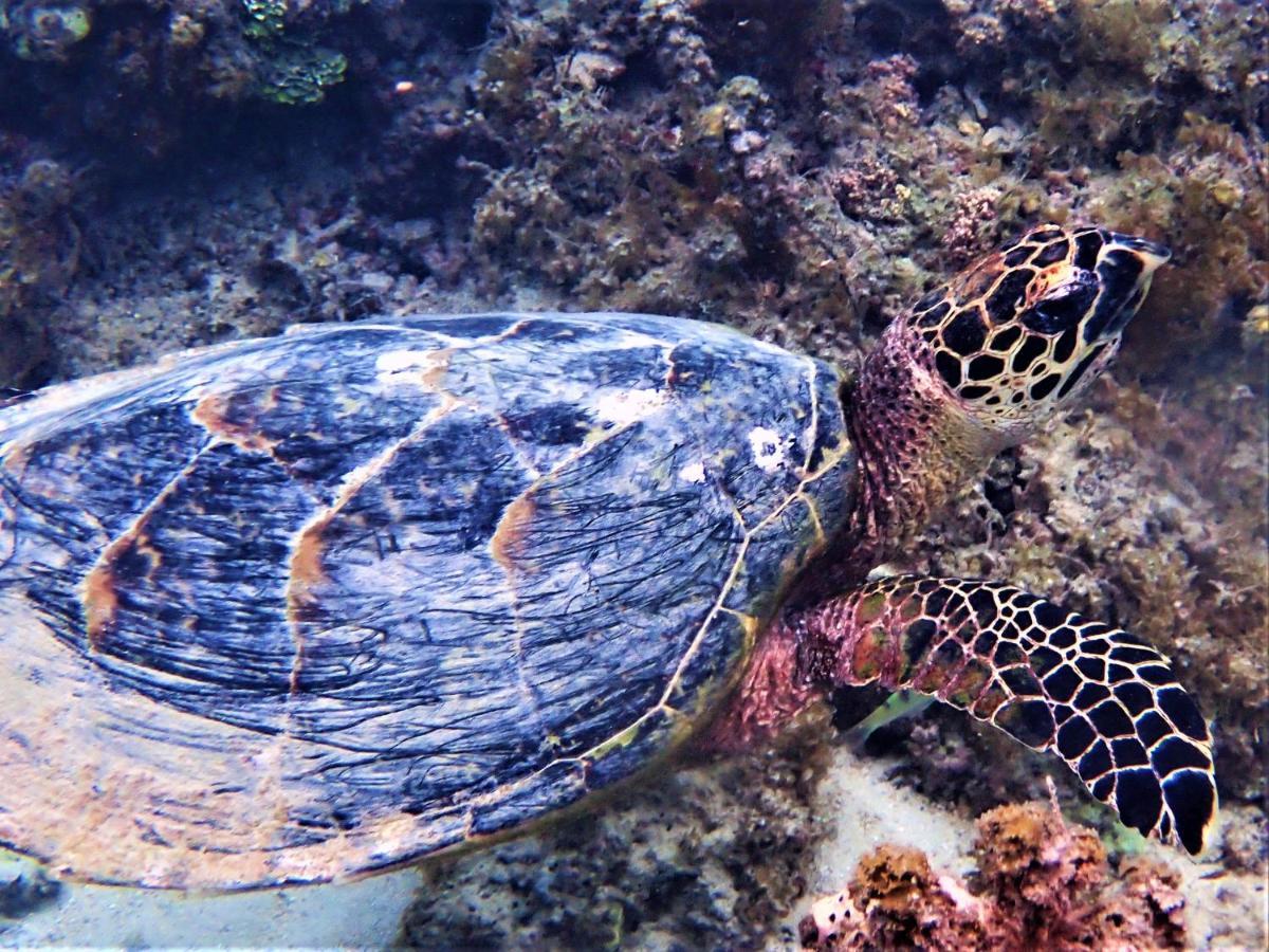 2 Nuits Insolites & 1 Excursion Voile A Bord Du Voilier Mori Ora Hotel Moorea Exterior photo