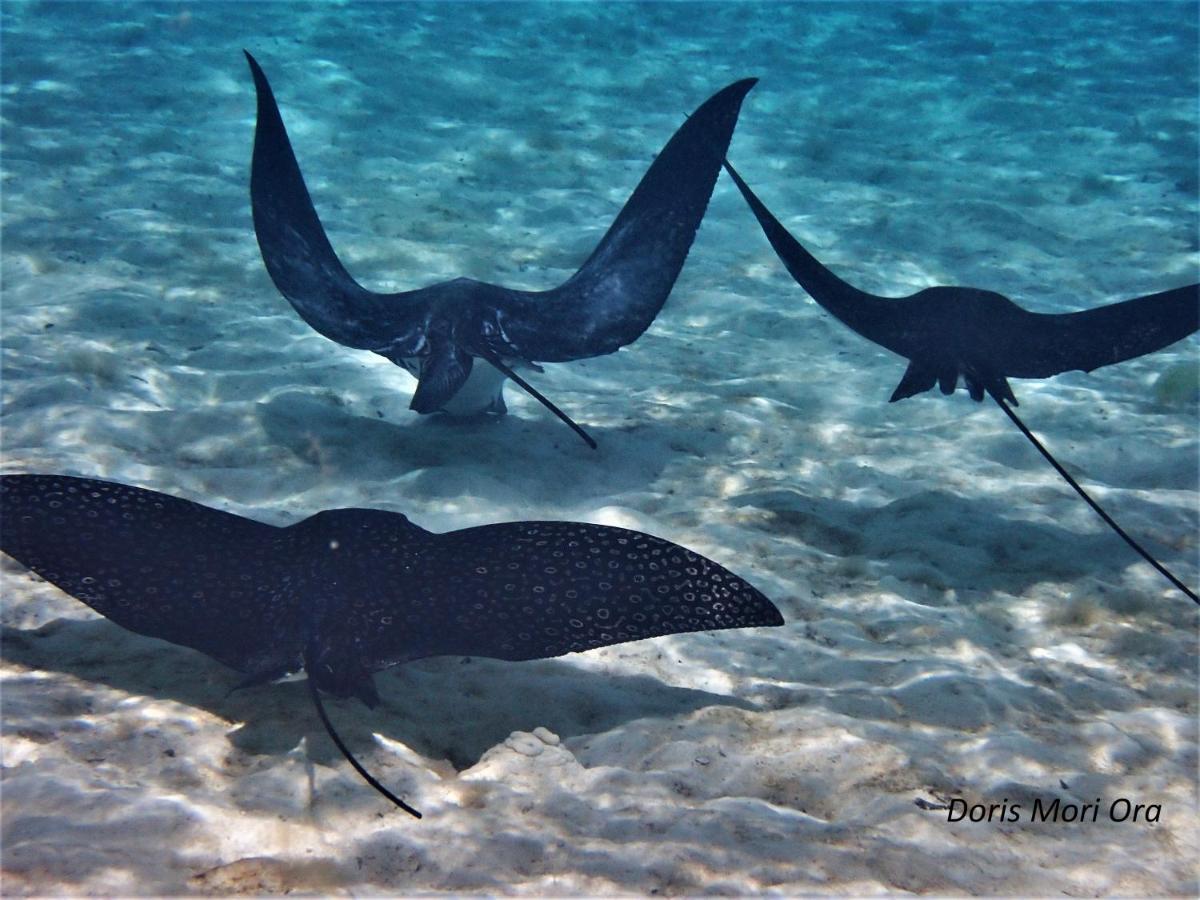 2 Nuits Insolites & 1 Excursion Voile A Bord Du Voilier Mori Ora Hotel Moorea Exterior photo